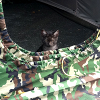 кот в палатке